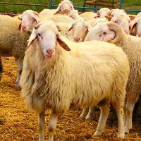 بره قلم آبی پرگوشت گوسفند زنده