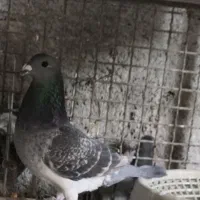 کبوتر گمشده