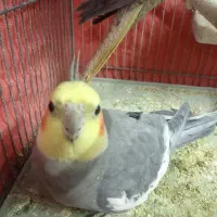 عروس هلندی نر وماده
