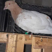 کبوتر کله ای|پرنده|اهواز, منبع اب|دیوار