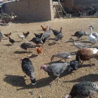 مرغ،خروس،بوقلمون،غاز. فروشی|حیوانات مزرعه|نصر آباد, |دیوار