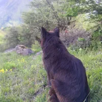 ژرمن بلک (ماده)یک سال 3ماه ب علت نداشتن شرایط