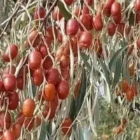 نهال سنجد حاج حسینی