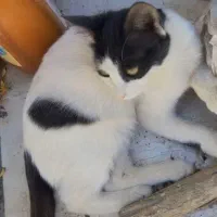 گربه