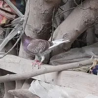 کبوتر مسافتی نژاد قوی