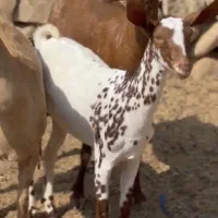 اهویی ناب