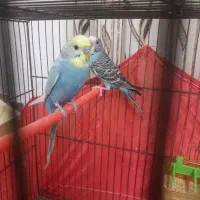 یک جفت مرغ عشق مولد