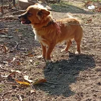 سگ پاکوتاه|سگ|قزوین, |دیوار