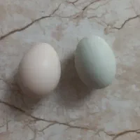 تخم ارکانا ( تخم مرغ ابی ) و تخم آمروک