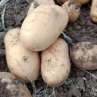 فروش سیب زمینی|حراج|تهران, شهرک کوهسار|دیوار