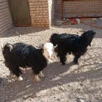 چبش چاق|حیوانات مزرعه|خوسف, |دیوار