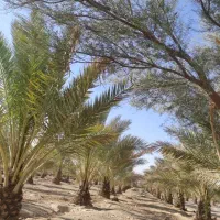 درختکاری|گل و گیاه طبیعی|فیروزآباد (فارس), |دیوار