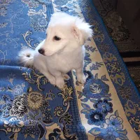 واگذاری سگ خانگی|سگ|ایلام, |دیوار