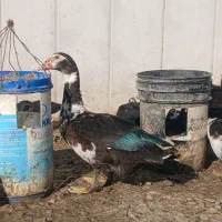 اردک اسراعیلی نژاد دار  درشت فقط نر فروشی
