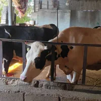 ۲ عدد گاو هلشتاین و گوساله سیمینتال