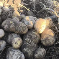 سیب‌زمینی تازه سر زمین