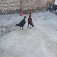 عنواع حیوانات