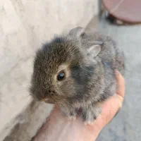 بچه خرگوش 4عدد