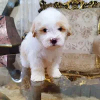 فروش سگ شیتزو تریر|سگ|آستارا, |دیوار