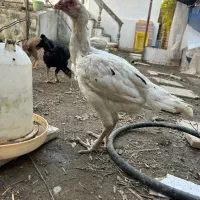 مرغ لاری یه تیغ مشکی و سفید تخم گزار|حیوانات مزرعه|فریدونکنار, |دیوار