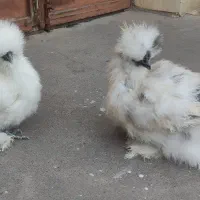 جفت ابریشمی 5 ماهه