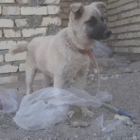 سگ سرابی