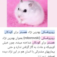 همستر مینیاتوری