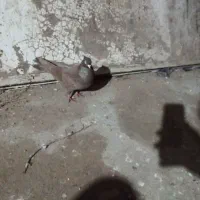 سرخ کاکلی نر