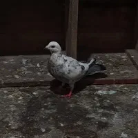 کبوتر سوسکی حمال