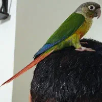 فروش گرینچیک کاملا دستی ورام ۵ماه و۲ماه همه دونخور