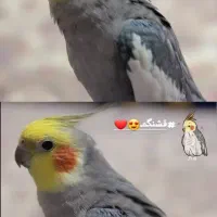 فروش عروس هلندی