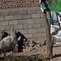 یک عدد بز سانن