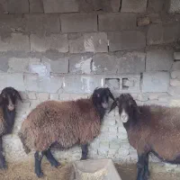 فروش ۳ راس گوسفند افشار ماده سالم