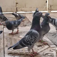 کبوتر مسافتی جفتگاه  شامی سبز فری