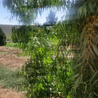 فروش زمین ۵۰۰ متری در زیار