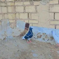 ‌کفتر|پرنده|خرمشهر, |دیوار