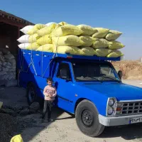 سنم کود . کبوتر . تعداد بالا