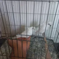 پروانه ای اشتی