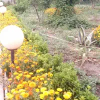 طراحی و اجرای فضای سبز و زیبایی منازل