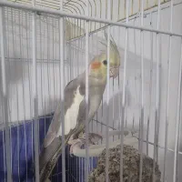 عروس هلندی ماده بالغ