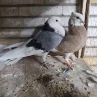 کبوتر گرو پرش سنگین