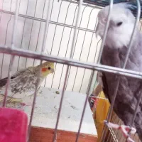 عروس هلندی جفت تخم گذار