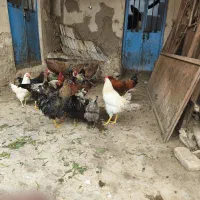 خروس|حیوانات مزرعه|خوسف, |دیوار