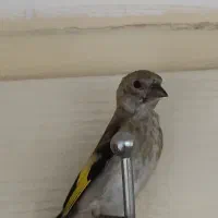 سهره. تور