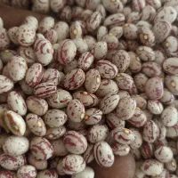 لوبیا چیتی تازه