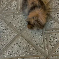 دو عدد خرگوش ب سالع ب فروش میرسد