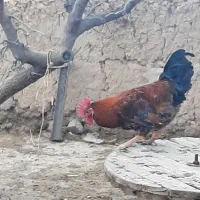 خروس|حیوانات مزرعه|گرمخان, |دیوار