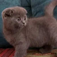 فروش بچه گربه اسکاتیش بلو