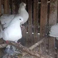 دو جفت کبوتر دم طاووسی سفید