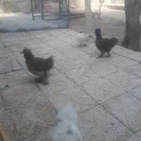 جوجه ابریشمی|حیوانات مزرعه|گرمسار, |دیوار